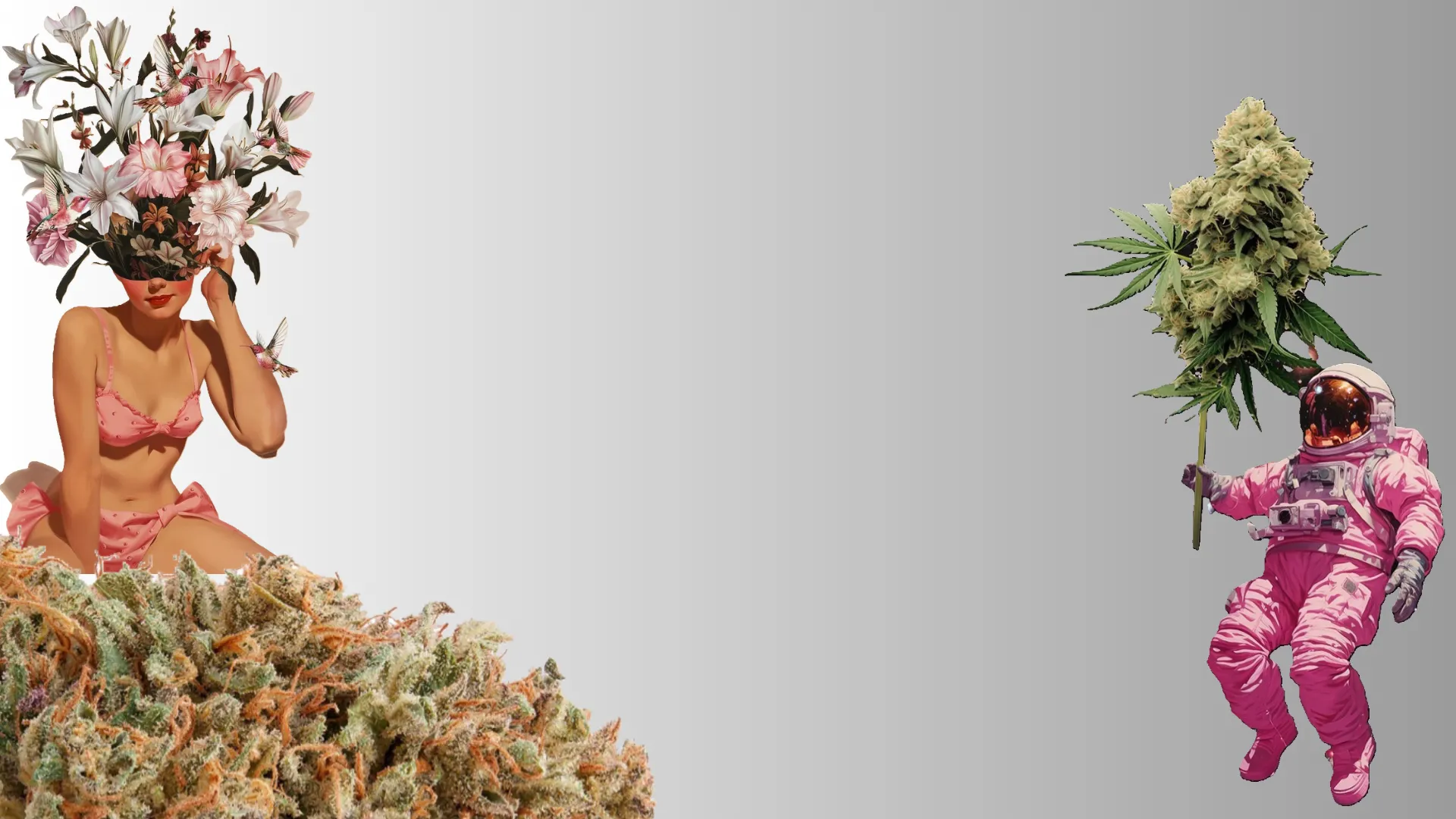 Cultivos regenerativos de cáñamo