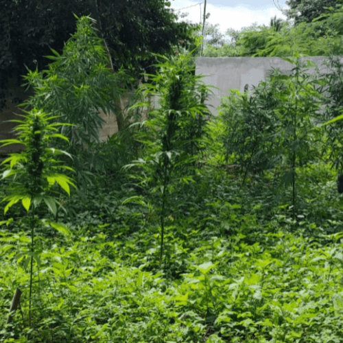 Semillas de cáñamo