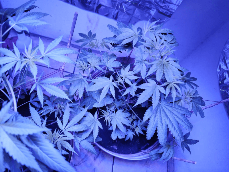 Junta Ejidal de Tinun